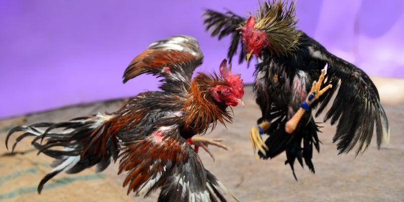 da ga88 nổ hũ tiếng anh là gì