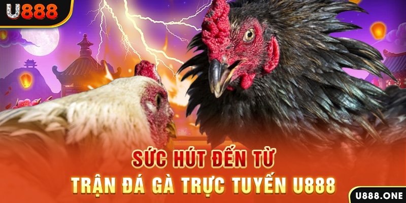 da ga88 hòn gà chọi