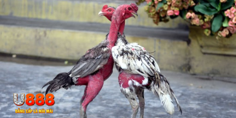 bàn cầu điểm số tay trước trong baccarat là gì