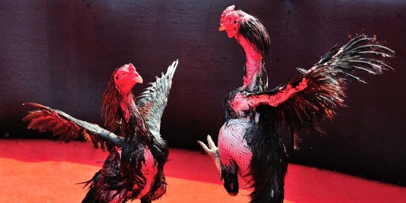 da ga88 Spribe Điện Tử